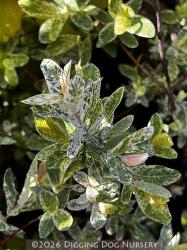 <i>Salix integra</i> &lsquo;Hakuro Nishiki&rsquo;