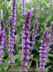 <i>Salvia nemorosa</i> &lsquo;Amethyst&rsquo;