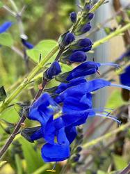 <i>Salvia</i> x &lsquo;Big Swing&rsquo;