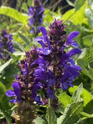 <i>Salvia nemorosa</i> &lsquo;Blue Marvel&rsquo;