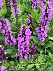 <i>Salvia nemorosa</i> &lsquo;Midnight Rose&rsquo;