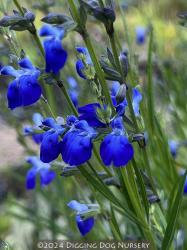 <i>Salvia reptans</i> &lsquo;West Texas Form&rsquo;