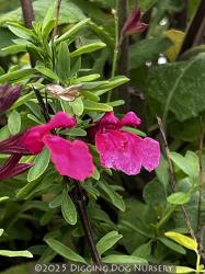 <i>Salvia greggii</i> &lsquo;Wild Thing&rsquo;