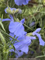 <i>Salvia reptans</i>