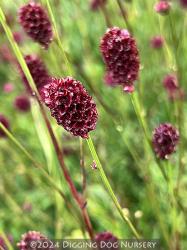 <i>Sanguisorba</i> &lsquo;Proud Mary&rsquo;