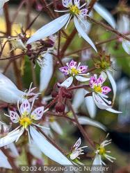 <i>Saxifraga stolonifera</i> ‘Maroon Beauty’