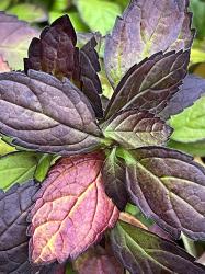 <i>Scutellaria</i> &lsquo;Appalachian Blues&rsquo;