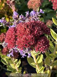 <i>Sedum spectabile</i> ‘Indian Chief’
