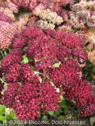 <i>Sedum spectabile</i> ‘Septemberglut’