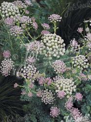 <i>Seseli gummiferum</i>