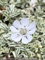 <i>Silene uniflora</i> &lsquo;Druetts Variegated&rsquo;