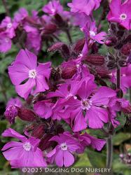 <i>Silene dioica</i> &lsquo;Rolly�s Favorite&rsquo;
