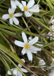 <i>Sisyrinchium angustifolium</i>