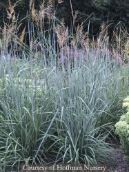 <i>Sorghastrum nutans</i> &lsquo;Indian Steel&rsquo;