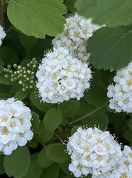 <i>Spiraea betulifolia</i> &lsquo;Tor&rsquo;