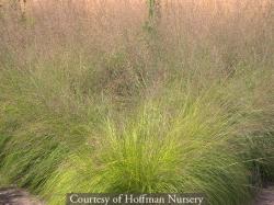 <i>Sporobolus heterolepis</i> &lsquo;Tara&rsquo;