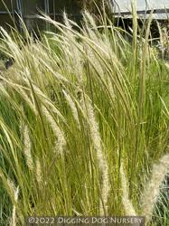 <i>Stipa ichu</i>