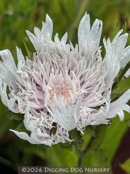 <i>Stokesia laevis</i> ‘Alba’