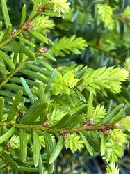 <i>Taxus</i> x <i>media</i> &lsquo;Everlow&rsquo;
