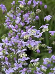 <i>Thalictrum</i> &lsquo;Splendide&rsquo;