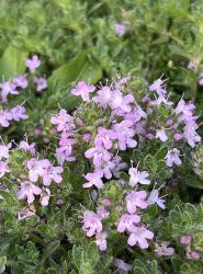 <i>Thymus</i> &lsquo;Bressingham&rsquo;