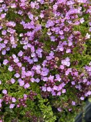 <i>Thymus</i> ‘Latavin Lucy’