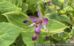 <i>Tricyrtis formosana</i> &lsquo;Autumn Glow&rsquo;