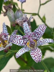 <i>Tricyrtis</i> &lsquo;Blue Wonder&rsquo;