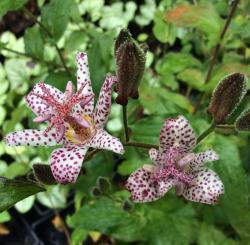 <i>Tricyrtis</i> &lsquo;Dark Beauty&rsquo;