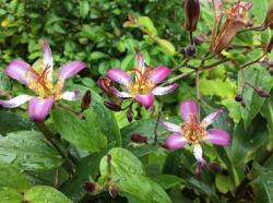 <i>Tricyrtis</i> &lsquo;Taipei Silk&rsquo;
