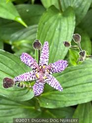 <i>Tricyrtis lasiocarpa</i>