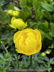 <i>Trollius</i> x <i>cultorum</i> &lsquo;Lemon Queen&rsquo;