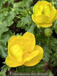<i>Trollius stenopetalus</i>