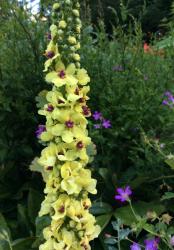 <i>Verbascum chaixii</i> &lsquo;Sixteen Candles&rsquo;