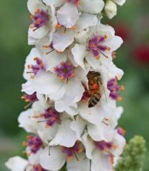 <i>Verbascum chaixii</i> &lsquo;Wedding Candles&rsquo;