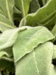 <i>Verbascum hybridum</i> ‘Wega’