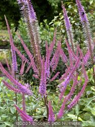 <i>Veronicastrum virginicum</i> &lsquo;Adoration&rsquo;