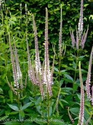 <i>Veronicastrum virginicum</i> &lsquo;Erica&rsquo;