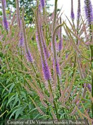 <i>Veronicastrum virginicum</i> &lsquo;Fascination&rsquo;