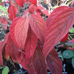 <i>Viburnum plicatum</i> var. <i>tomentosum</i> &lsquo;Shasta&rsquo;
