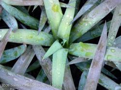 <i>Yucca dismetiana</i> &lsquo;Blue Boy&rsquo;