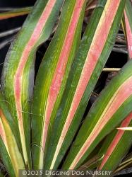 <i>Yucca filamentosa</i> &lsquo;Color Guard&rsquo;