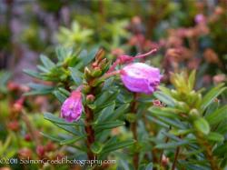 <i>x Phylliopsis</i> &lsquo;Sugar Plum&rsquo;