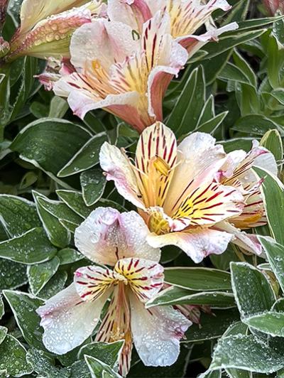 Alstroemeria Princess Fabiana