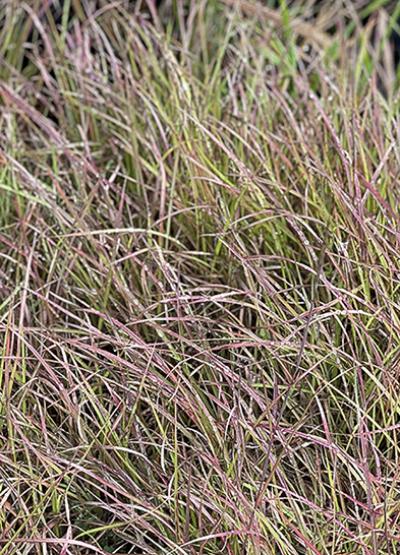 Andropogon ternarius ‘Black Moutain’