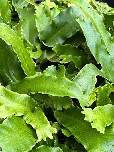 Asplenium scolopendrium Cristatum
