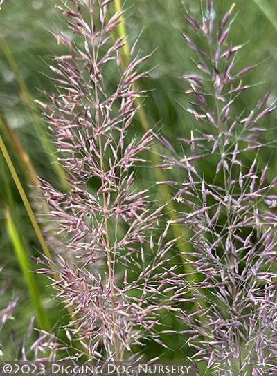 Calamagrostis arundinacea Caspian�