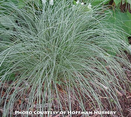 Carex morrowii &lsquo;Silk Tassel&rsquo;