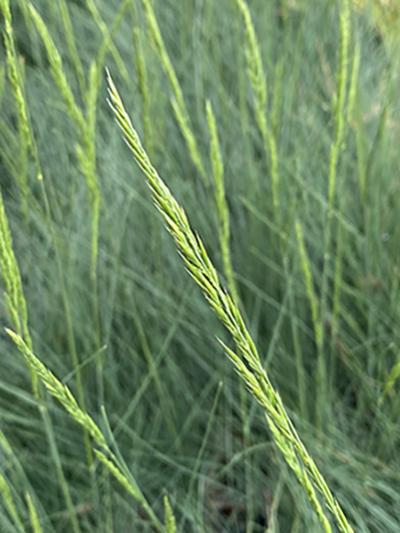 Festuca ssp. ‘Eilers Beauty�’