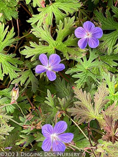 Geranium pratense &lsquo;Kaya&rsquo;